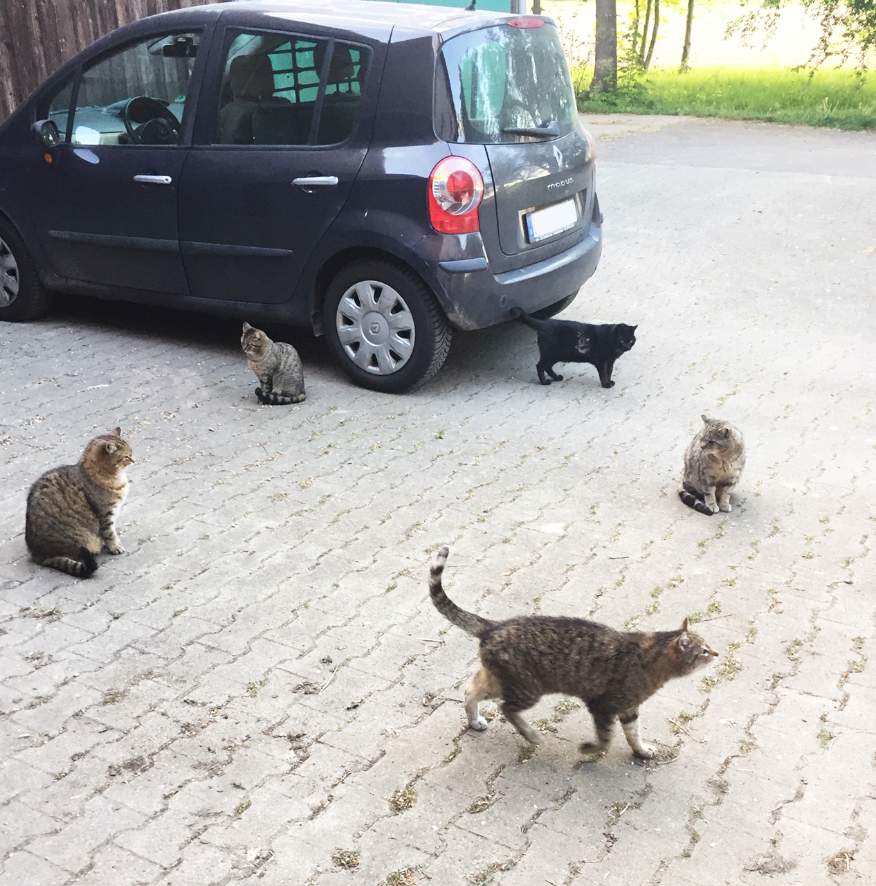 4 Katzen und ein Auto